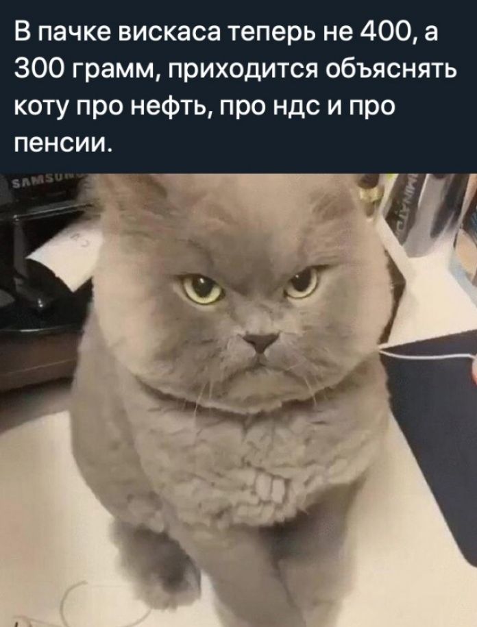 В пачке вискаса теперь не 400 а 300 грамм приходится объяснять коту про нефть про ндс и про пенсии