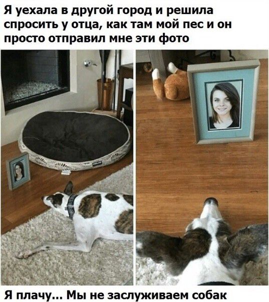 Я уехала в другой город и решила СПРОСИТЬ у отца Как там МОЙ пес И ОН просто отправил мне эти фото А цін Я плачу Мы не заслуживаем собак