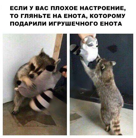 ЕСЛИ У ВАС ППОХОЕ НАСТРОЕНИЕ ТО ГЛЯНЬТЕ НА ЕНОТА КОТОРОМУ ПОДАРИПИ ИГРУШЕЧНОГО ЕНОТА