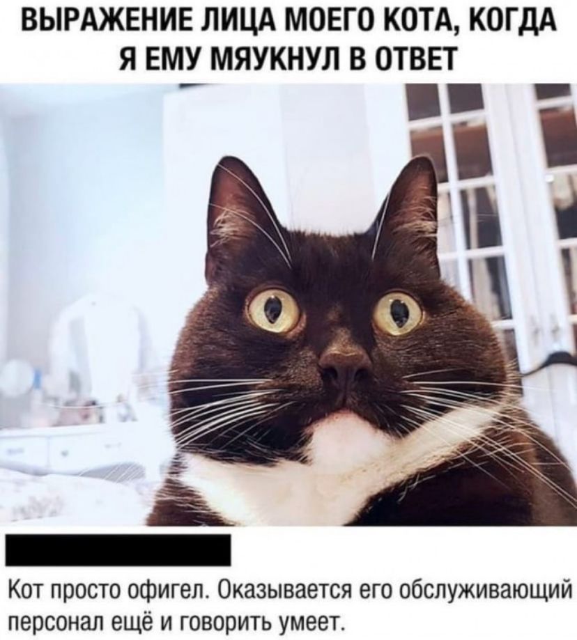 ВЫРАЖЕНИЕ ЛИЦА МОЕГО КОТА КОГДА Я ЕМУ МЯУКНУЛ В ОТВЕТ Кот просто офигел Оказывается его обслуживающий персонал ещё и говорить умеет