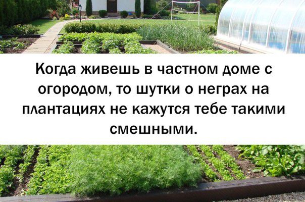 Когда живешь В ЧЗСТНОМ доме С ОГОРОДОМ ТО ШУТКИ 0 неграх на пдантациях не КЗЖУТСЯ Тебе такими СМЭШНЫМИ