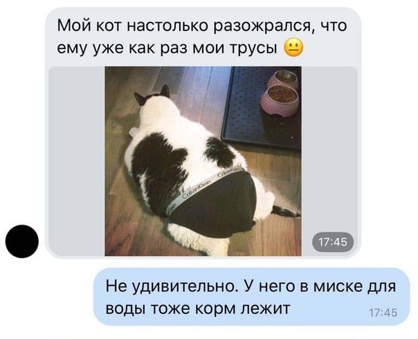 Мой кот настолько разожрапся что ему уже как раз мои трусы О Не удивительно У него в миске для воды тоже корм пежит