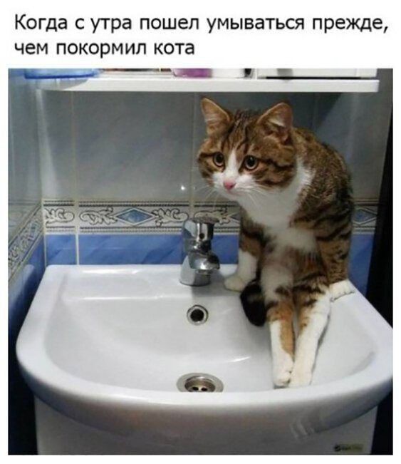 Когда с утра пошел умываться прежде чем покормип кота