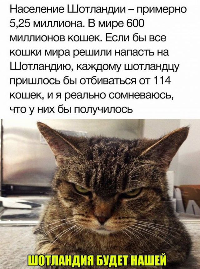 Население Шотландии примерно 525 миллиона В мире 600 миллионов кошек Если бы все кошки мира решили напасть на Шотландию каждому шотландцу пришлось бы отбиваться от 114 кошек и я реально сомневаюсь что у них бы получилось _ шотішндин видн ндшъй