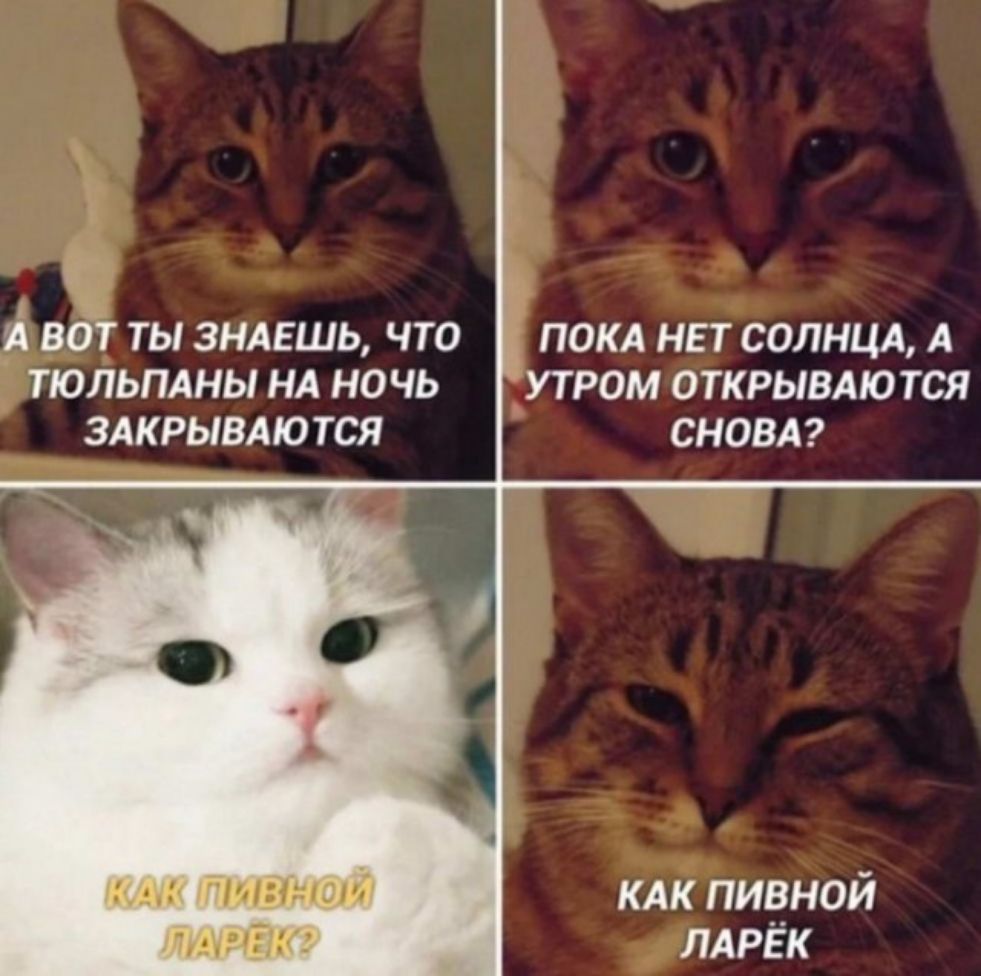 а А вдт ты зндешь что покд нвт солнцл А тюльпдны нд ночь утром открывдются здкрывдются СНОВА мм жішвмолй кдк пивной илтндю ЛАРЁК