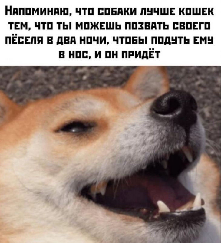 Ндппминдш чтп пвдки лнчш кпшвк тем чтп ты мпжвшь ппзвпть впвгп пёсвля в двд нпчи чтпвы ппднть вин нпс и ни придёт