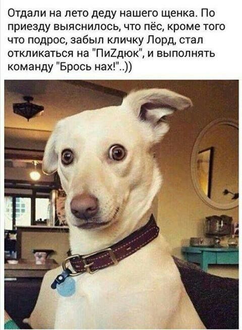 Отдали на лето деду нашего щенка По приезду выяснилось что пе кроме того что подрос забыл кличку Лорд стал откликаться на Пи2дюк и выполнять команду Брось нах