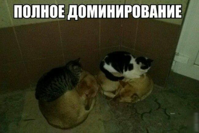 і _9 1 4 ШШШ д0МИИР08МИЕ