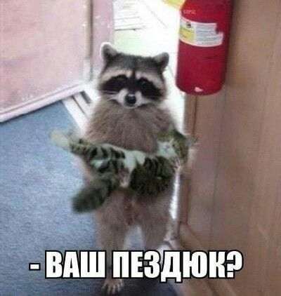 виш пвзіпюнэ