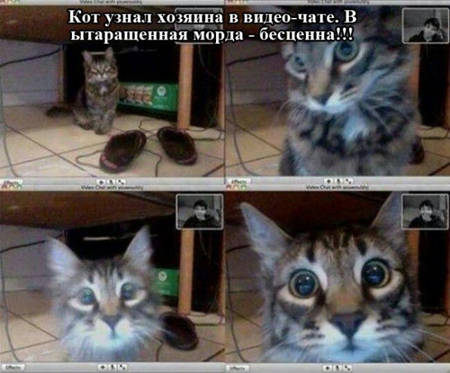 КОТ узнал ХОЗЯИНЗ В В ытаращенная морда бесценна