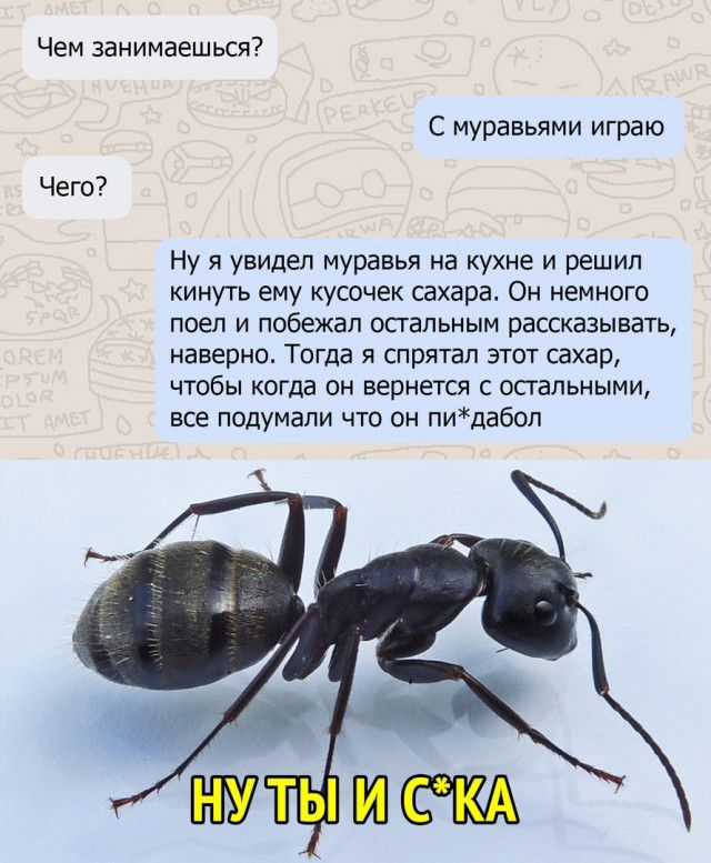 Чем занимаешься Чего С муравьями играю Ну я увидел муравья на кухне и решил кинуть ему кусочек сахара Он немного поеп И побежал ОСГЗЛЬНЫМ рассказывать наверно Тогда я спрятал этот сахар чтобы когда он вернется с остальными все подумали что он пидабоп