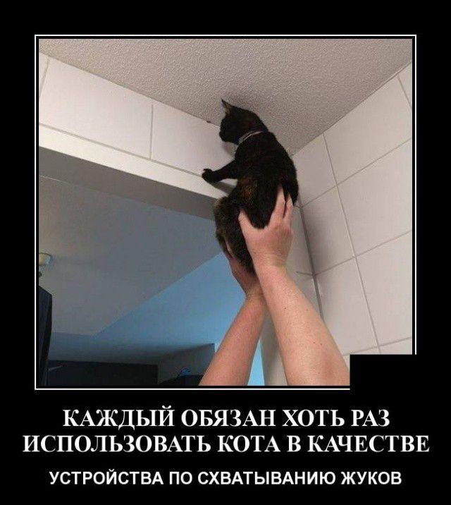 КАЖДЫЙ ОБЯЗАН ХОТЬ РАЗ ИСПОЛЬЗОВАТЬ КОТА В КАЧЕСТВЕ УСТРОЙСТВА ПО СХВАТЫВАНИЮ ЖУКОВ