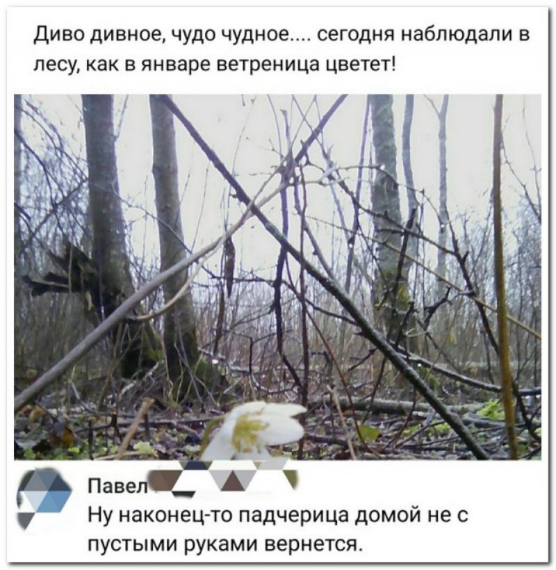 Диво дивное чудо чудное сегодня наблюдали в лесу как в январе ветреница цветет Певец А у Ну наконец то падчерица домой не с пустыми руками вернется