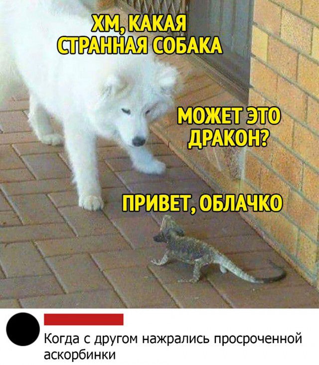 Когда с другом нажрались просроченной аскорбинки