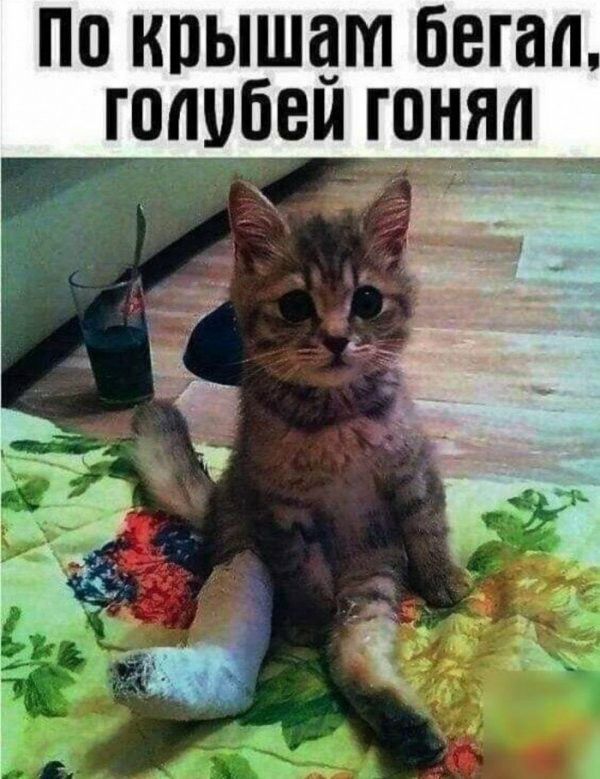 по крышам бегал ГПЩбВИ ГОНЯ
