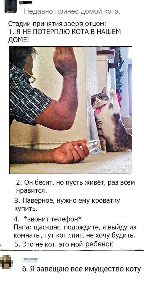 _ Недавно принес домой кота Стадии принятия зверя отцом 1 Я НЕ ПОТЕРПЛЮ КОТА В НАШЕМ ДОМЕ 2 Он бесит но пусть живёт раз всем нравится 3 Наверное нужно ему кроватку купить 4 звонит телефон Папа щас щас подождите я выйду из комнаты тут кот спит не хочу будить 5 Это не кот это мой ребенок 6 Я завещаю все имущество коту