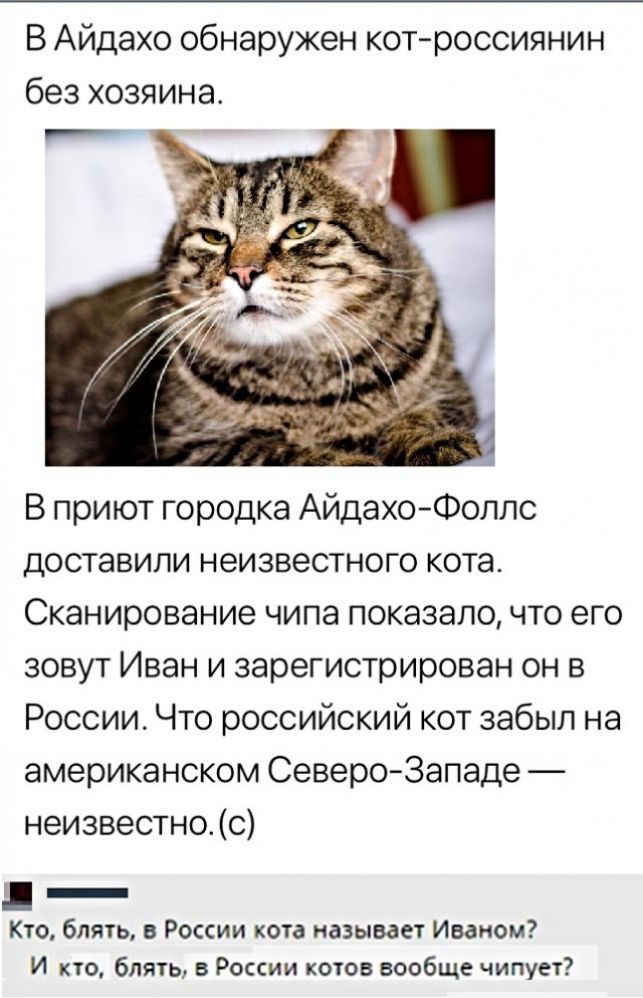 В Айдахо обнаружен котроссиянин без хозяина В приют городка АйдахоФоллс доставили неизвестного кота Сканирование чипа показало что его зовут Иван и зарегистрирован он в России Что российский кот забыл на американском СевероЗападе неизвестно с и _ Кто блять Росии кота называет Иваном И кто блять в России котов вообще чипует