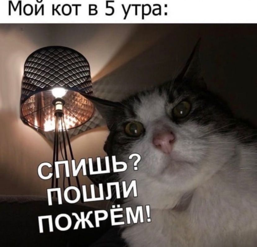 Мои кот в 5 утра