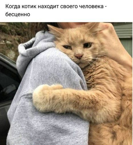Когда котик находит своего человека _ бесценно
