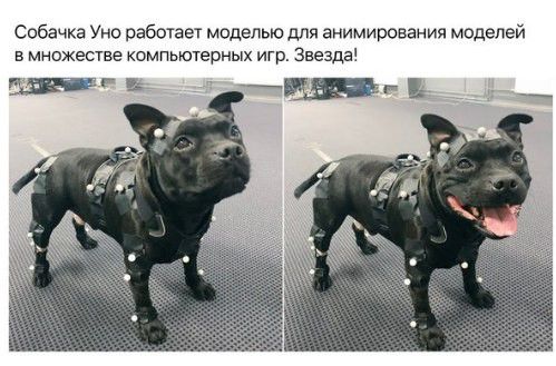 Собачка Уно работает моделью для анимирования моделей в множестве компьютерных игр Звезда и