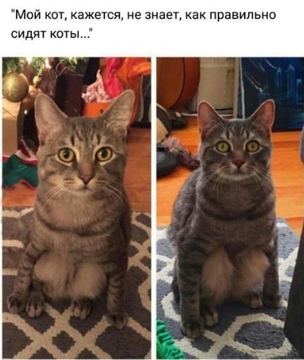 Мой кот кажется не знает как правильно сидят коты