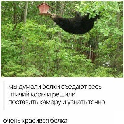 мы думали белки съедают весь птичий корм и решили поставить камеру и узнать точно очень К ЭСИВЭЯ белка