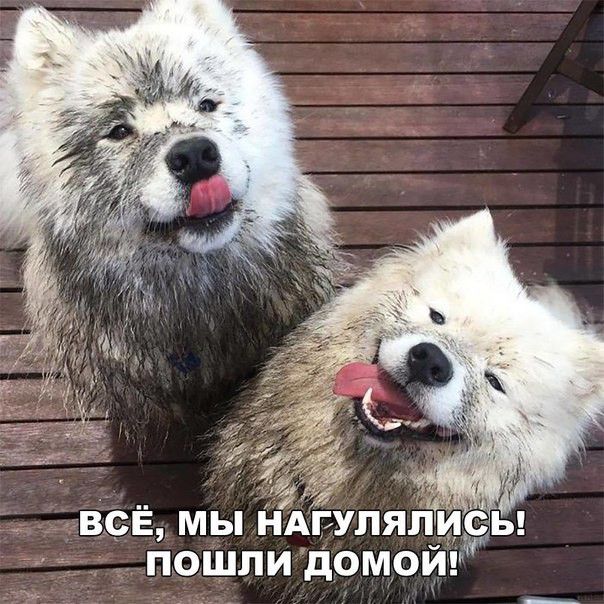 всЁ мы НАГУПЯЛИСЪ пошли домой