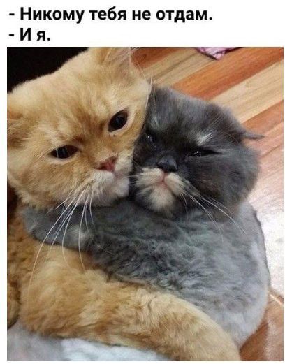 Никому тебя не отдам И я