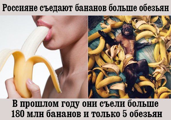 Россияне съедают бананов больше обезьян В прошлом году они съели больше 180 млн бананов и только 5 обезьян