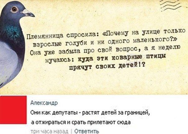 Почему на улице только взрослые голуби и ни одного маленького Она уже забыла про свой вопрос а я неделю мучаюсь тя эти коварные инди прщт своих детей Шемянница спросила Александр 0 как депутаты растят детей за границей а опираться и срать типе гает сюда Ответить