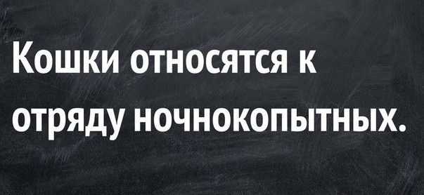 Кошки относятся к отцу ночнокопытных