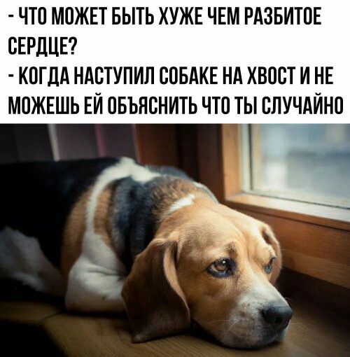 ЧТО МОЖЕТ БЫТЬ ХУЖЕ ЧЕМ РАЗБИТОЕ СЕРДЦЕ КОГДА НАВТУПИЛ СОБАКЕ НА ХВОСТ И НЕ МОЖЕШЬ ЕЙ ОБЪЯОНИТЬ ЧТО ТЫ СЛУЧАЙНО
