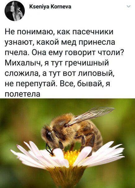 Кзепіуа Когпеча Не понимаю как пасечники узнают какой мед принесла пчела Она ему говорит чтоли Михалыч я тут гречишный сложила а тут вот липовый не перепутай Все бывай я полетела