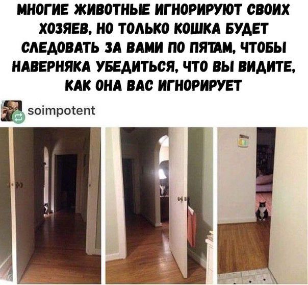 МНОГИЕ ЖИВОТНЫЕ ИГНОРИРУЮТ ОБОИХ ХОЗЯЕВ НО ТОЛЬКО КОШКА БУДЕТ САБАОВАТЬ ЗА ВАНН ПО ПЯПИ ЧТОБЫ НАВЕРНЯКА УБЕДИТЬОЯ ЧТО ВЫ ВНАНТ Е КАК ОНА ВАО ИГНОРИРУЕТ зоітротет