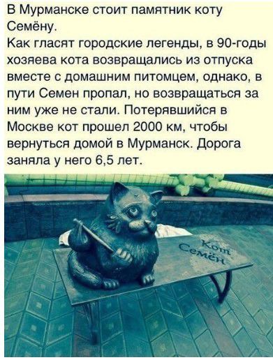 В Мурманске стоит памятник коту Семёну Как гласит городские легенды в О годы хозяева кота возвращались из отпуска вместе с домашним питомцем однако в пути Семен пропал ио возвращаться за ним уже не стали Потерявшийся в Москве кот прошел 2000 км чтобы вернуться домой в Мурманск Дорога заняла у него 65 лег