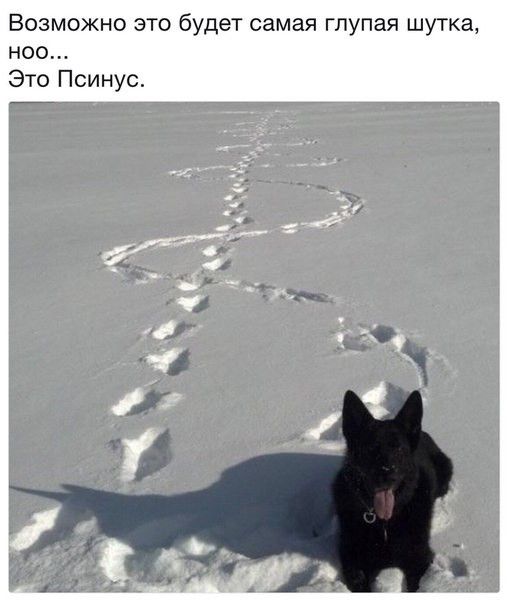 Возможно это будет самая глупая шутка ноо Это Псинус