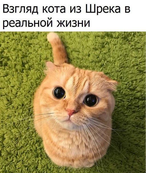 Взгляд кота из Шрека в реальной жизни О