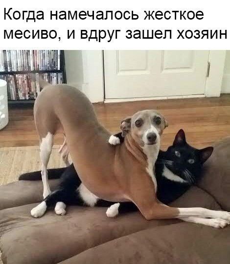 Когда НЗМЭЧЗПОСЬ ЖЭСТКОЭ