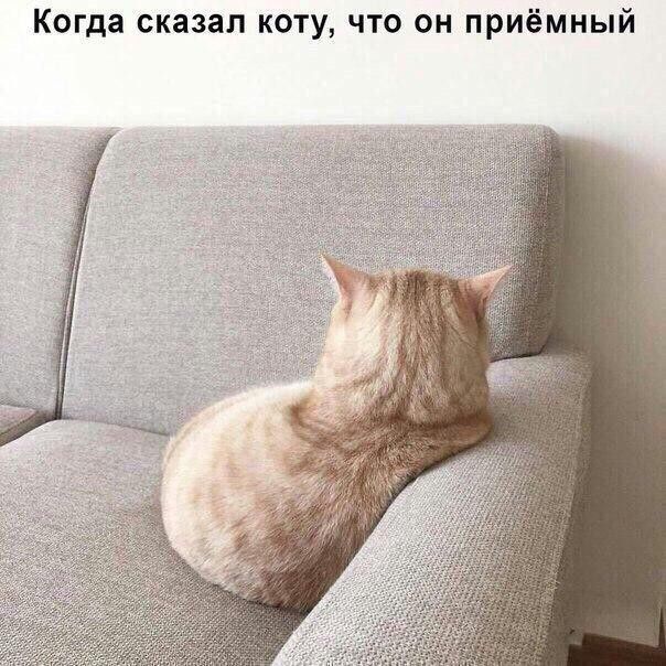 Когда сказал коту что он приёмный