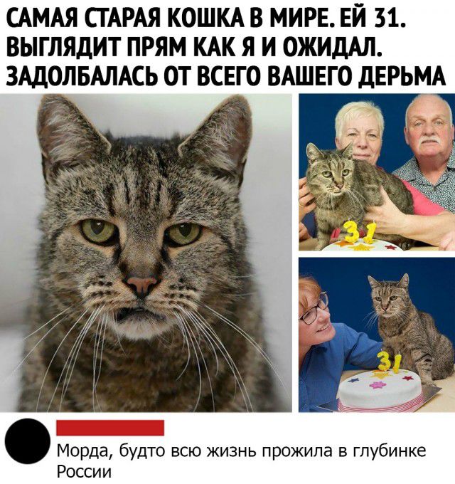 САМАЯ сгАРАя КОШКА в МИРЕ ЕЙ 31 выглядит прям КАк я и ожидАл ЗАДОЛБАЛАСЬ от всвго ВАШЕГО дЕРЬМА Морда будто всю жизнь прожила в глубинке России