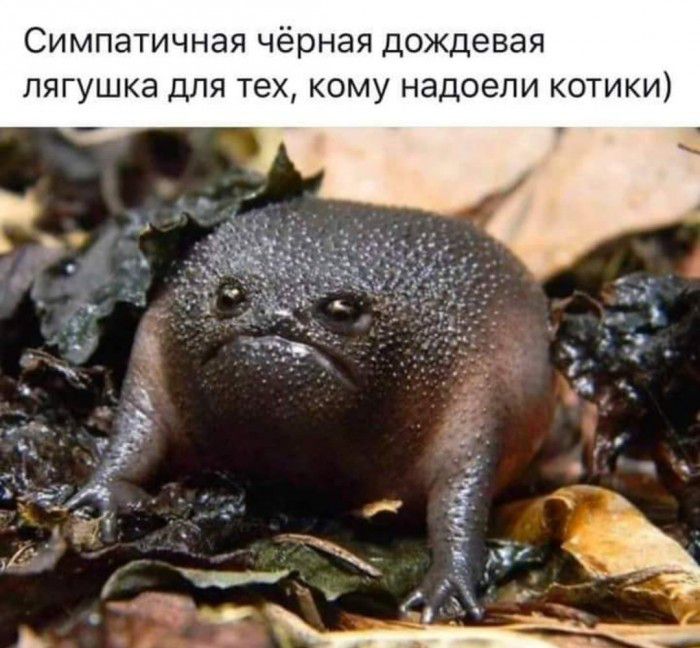 Симпатичная чёрная дождевая лягушка для тех кому надоели котики