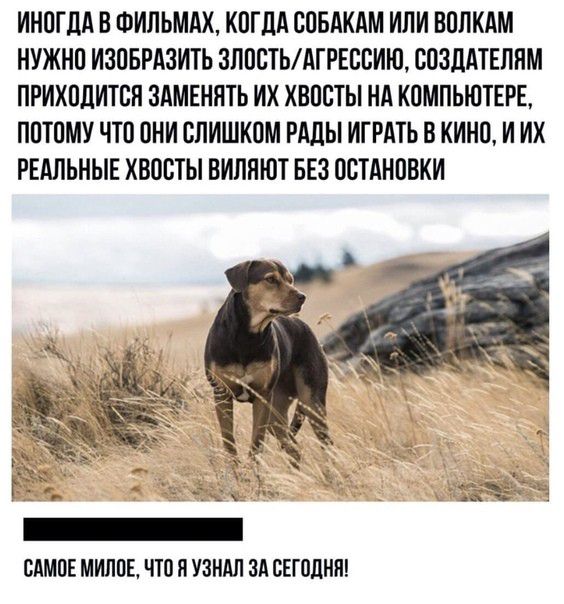 ИНОГДА В ФИЛЬМАХ КОГДА СОБАКАМ ИЛИ ВОЛКАМ НУЖНО ИЗОБРАЗИТЬ 3ЛОСТЬАГРЕССИЮ СОЗДАТЕПНМ ПРИХОДИТСН ЗАМЕННТЬ ИХ ХВОСТЫ НА КОМПЬЮТЕРЕ ПОТОМУ ЧТО ОНИ СЛИШКОМ РАДЫ ИГРАТЬ В КИНО И ИХ РЕАЛЬНЫЕ ХВОСТЫ ВИПЯЮТ БЕЗ ОСТАНОВКИ САМОЕ МИЛОЕ ЧТО Я УЗНАЛ ЗА СЕГОДНЯ