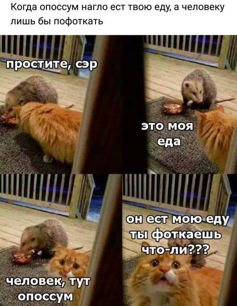 Когда опоссум нагло ест твою еду а человеку лишь бы пофоткать би еЁъТбтеду ЁтьЁпЁфЁэт каеід в 1 щто лигТЁЁі 3 чеп9век тут опоссуМ