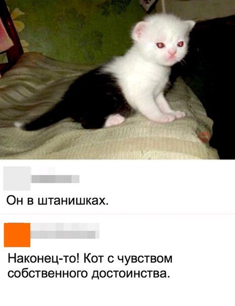 Он в штанишках Наконец то Кот с чувством собственного достоинства