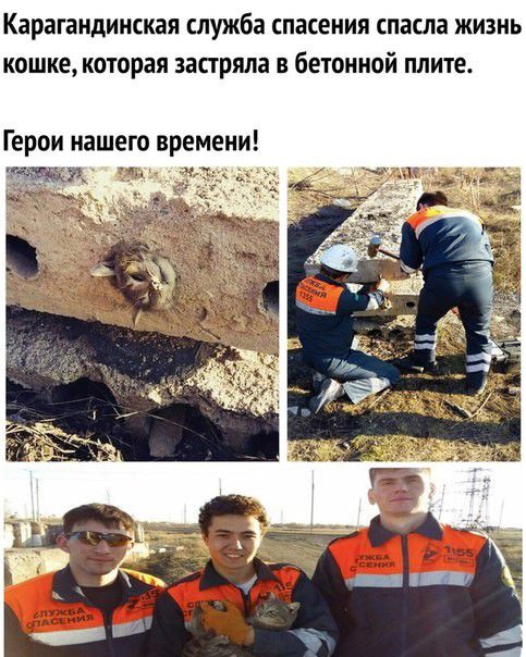 Карагандинская служба спасения спасла ЖИЗНЬ КОШКЕ которая застряла В бЕТОННОЙ плите Герои нашего времени