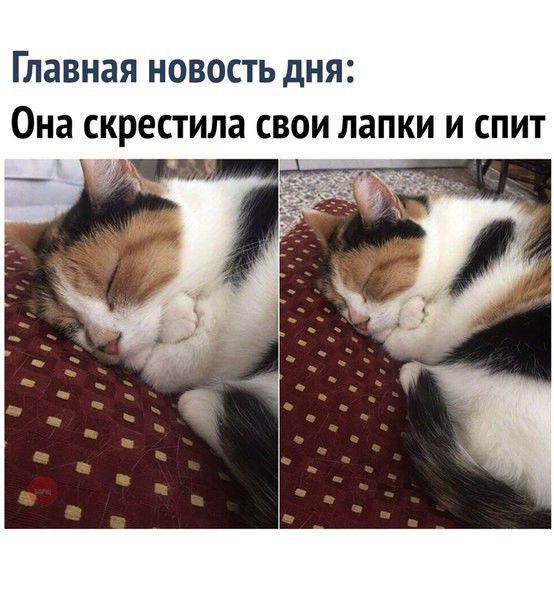 Главная новость дня Она скрестила свои лапки и спит