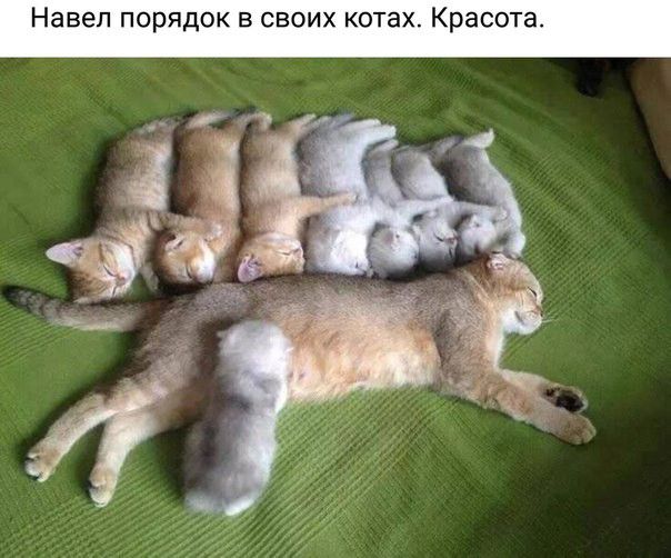 вел ПОРЯДОК В СВОИХ КОТЗХ КРЭСОТЭ и