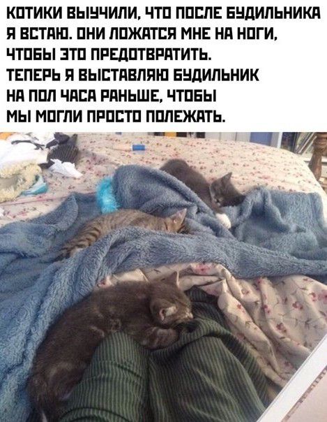 КПТИКИ БЫНЧИЛИ ЧТП ППШЕ ЕНдИЛЬНИКд П ВЕТПЮ ПНИ ППЖПТЕЯ МНЕ НП НПГИ ЧШБЫ ЭТП ПРЕДПТВРПТИТЬ ТЕПЕРЬ П ВЫБТПВППШ ЕВдИдЬНИК НП ППЛ ЧЛЕН РПНЬШЕ ЧТПБЫ МЫ МПГПИ ПРПБТП ППЛЕЖПТЬ ___Ч Ц