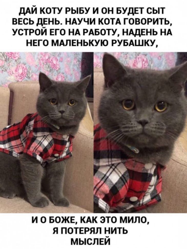 дАЙ КОТУ РЫБУ И ОН БУДЕТ СЫТ ВЕСЬ дЕНЬ НАУЧИ КОТА ГОВОРИТЬ УСТРОЙ ЕГО НА РАБОТУ НАДЕНЬ НА НЕГО МАЛЕНЬКУЮ РУБАШКУ А и о вожн КАК это мило я потерял нить мыслей