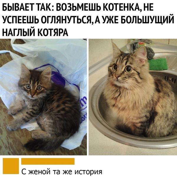 БЫВАЕТ ТАК возьмешь котвнм нв успввшь 0ГЛЯНУТЬСЯА уже БОЛЬШУЩИЙ ндглый КОТЯРА С женой та же исгория